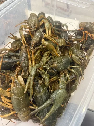 Продажа живых раков в Самаре - Животные в Самара
