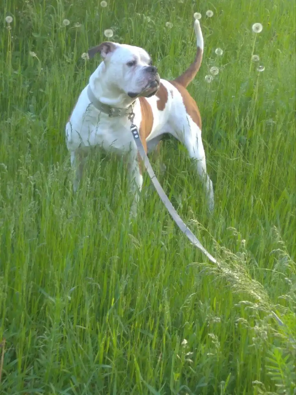 Объявление о продаже товара