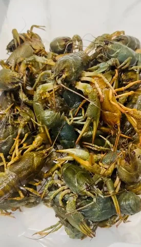 Раки живые в наличии - Животные в Самара