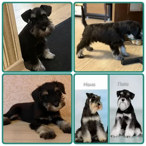 Щенки цвергшнауцера, 4 месяца, окрас чёрный с серебром - Животные в Самара