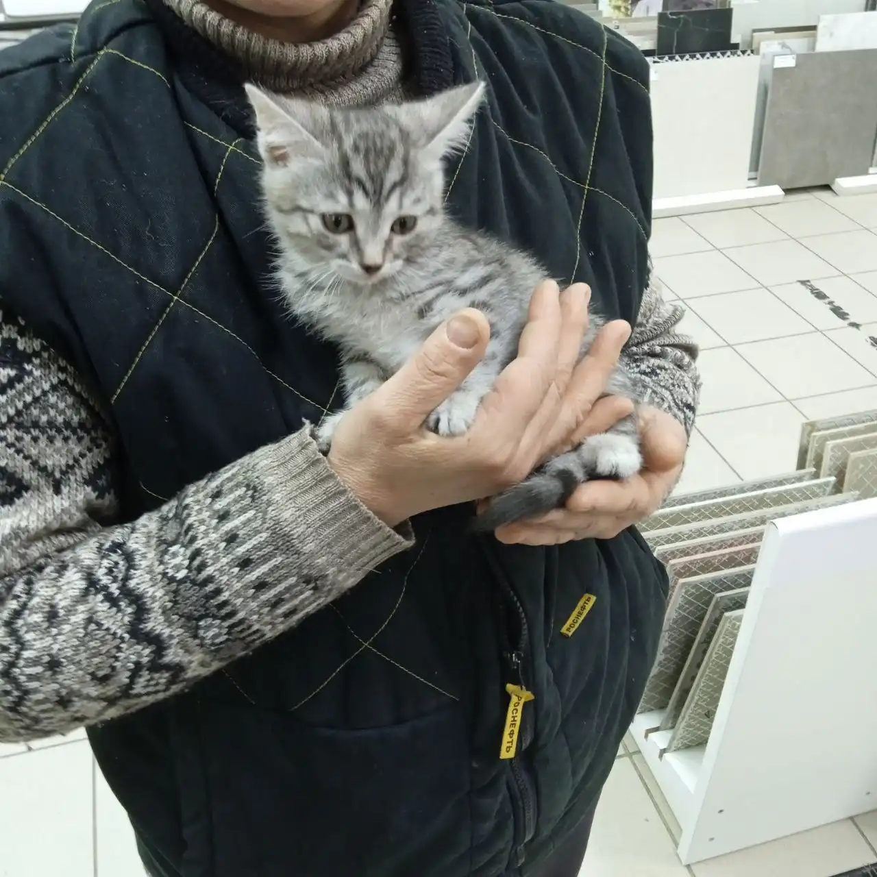 Котенок ищет дом