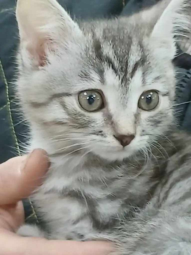 Котенок ищет дом