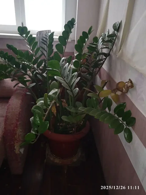 Отдам бесплатно в Самарском районе - Разное в Самара