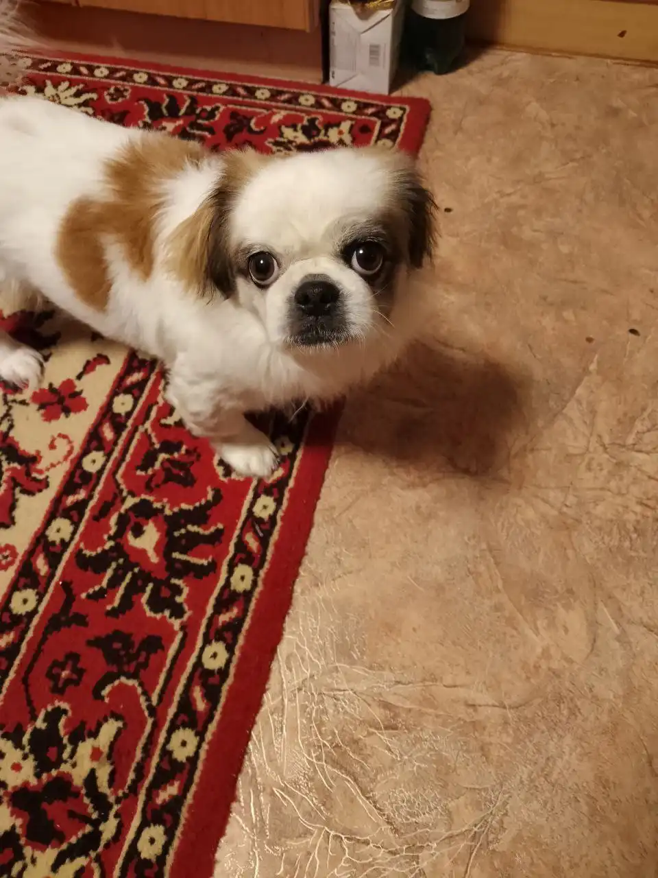 Поиск кобеля для вязки