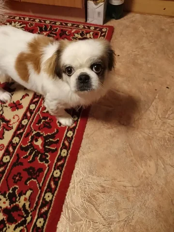 Поиск кобеля для вязки - Животные в Самара