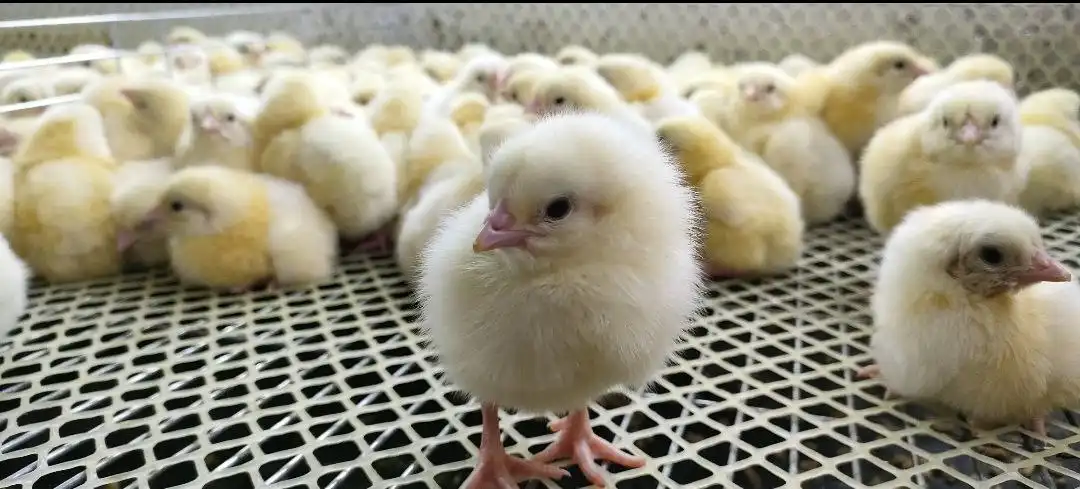 Продажа цыплят Росс 308 по себестоимости