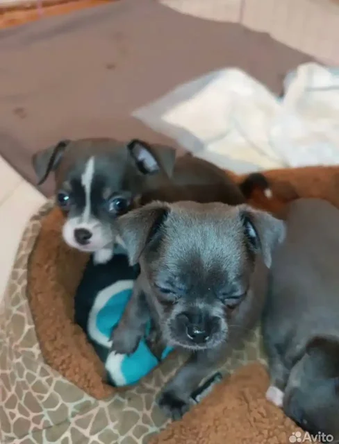 Продажа щенков чихуахуа - Аквариумистика в Самара