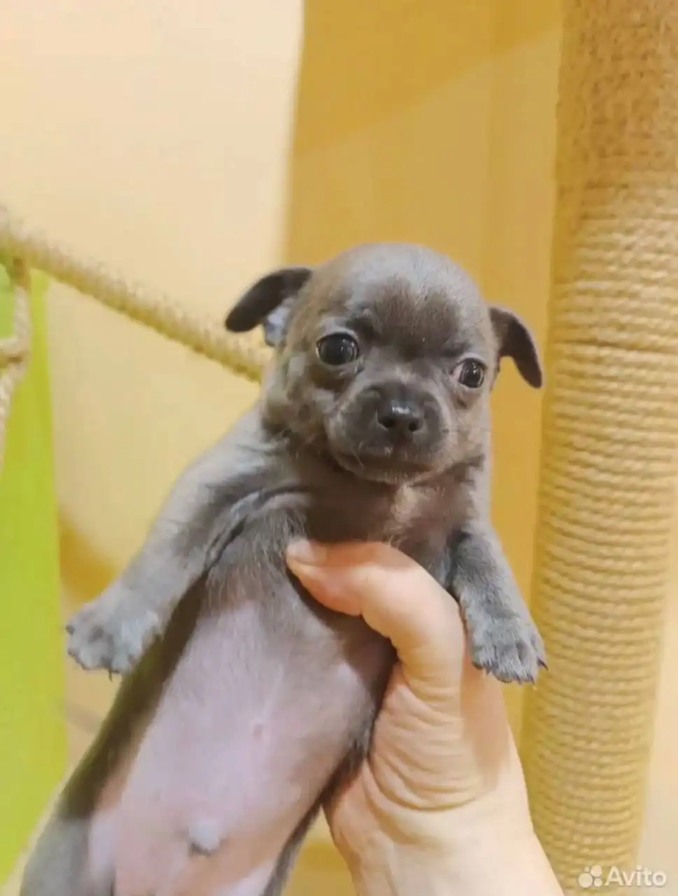 Продажа щенков чихуахуа - Собаки (Животные) в Самара