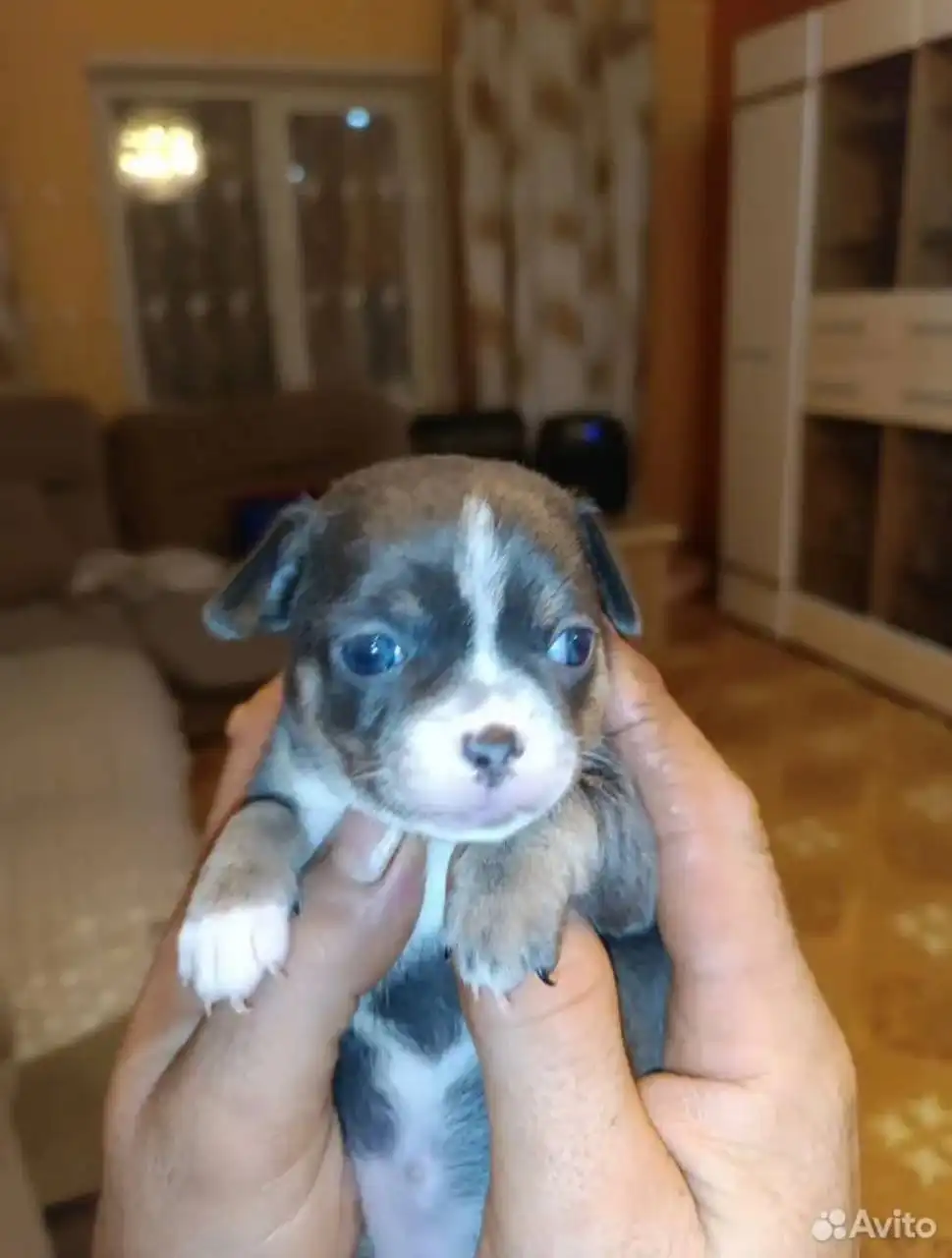 Продажа щенков чихуахуа - Собаки (Животные) в Самара