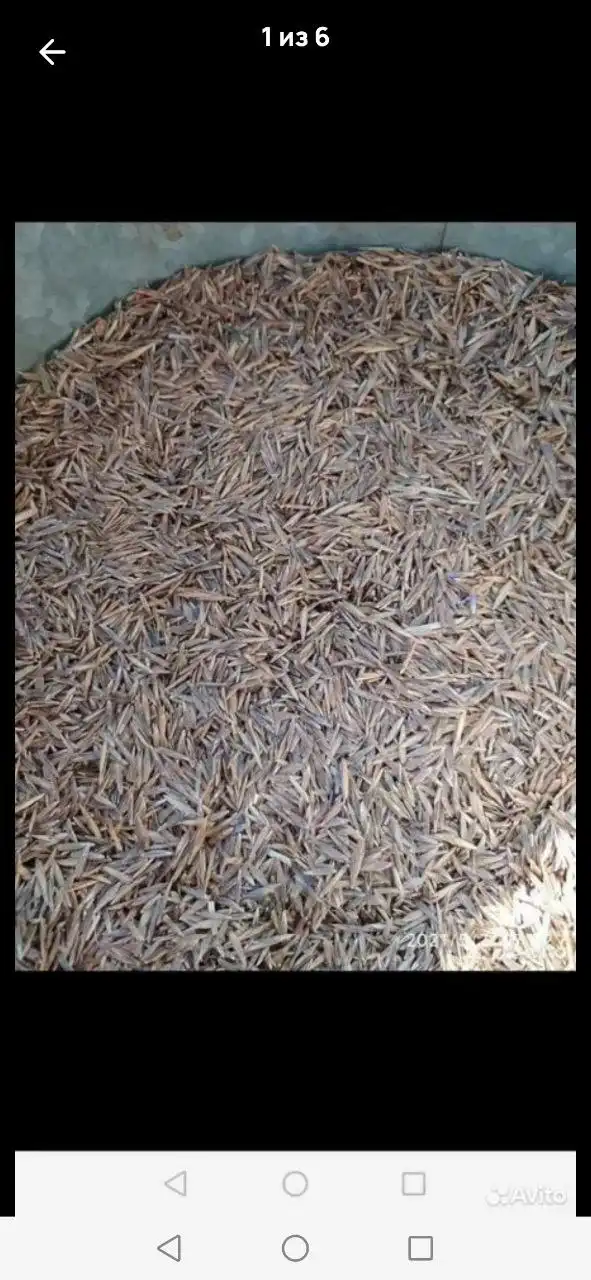 Семена костра оптом - Барахолка в Малый Толкай