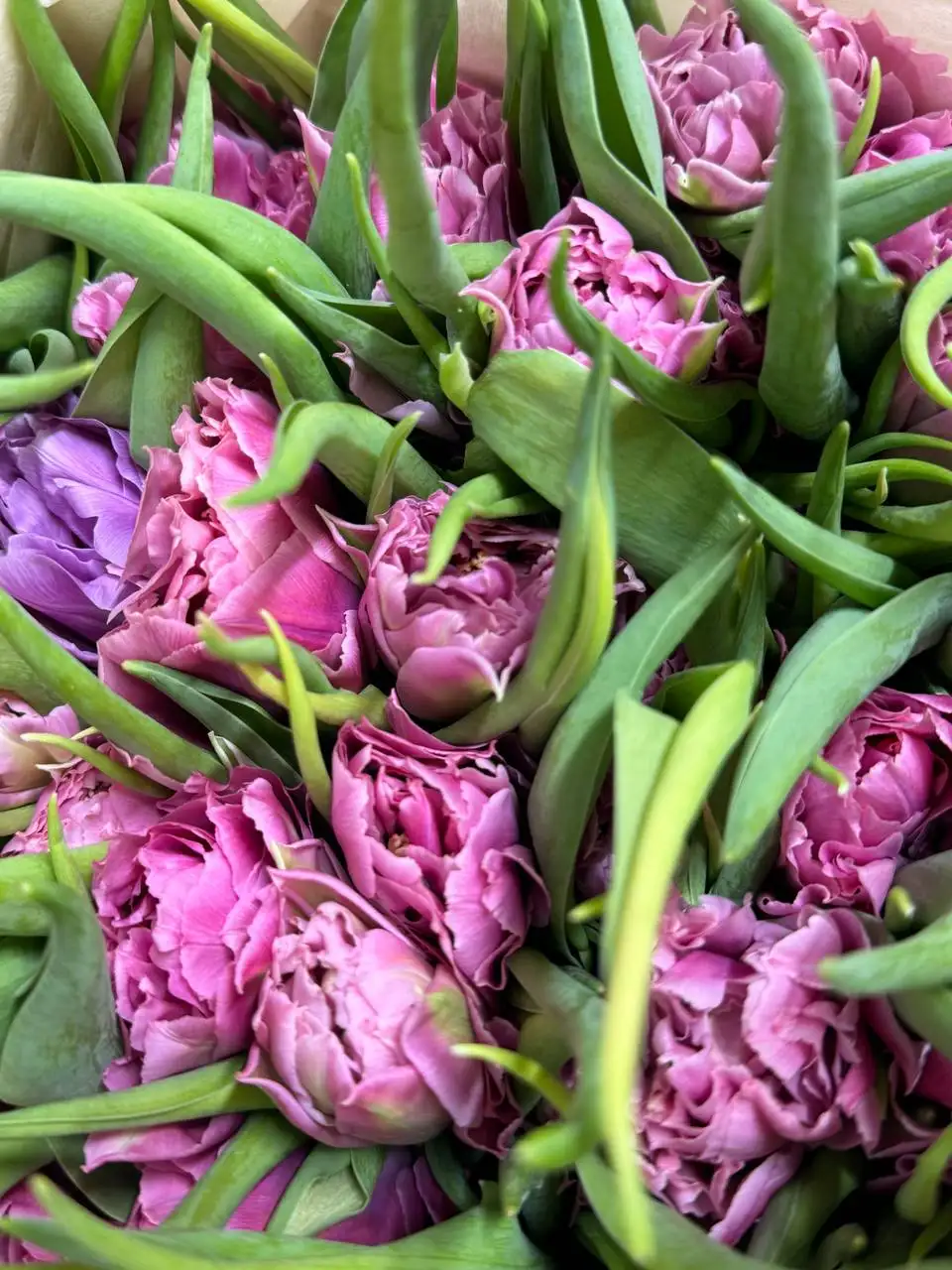 Тюльпаны голландские оптом: пионовидные и классические - Цветы (Барахолка) в Самара