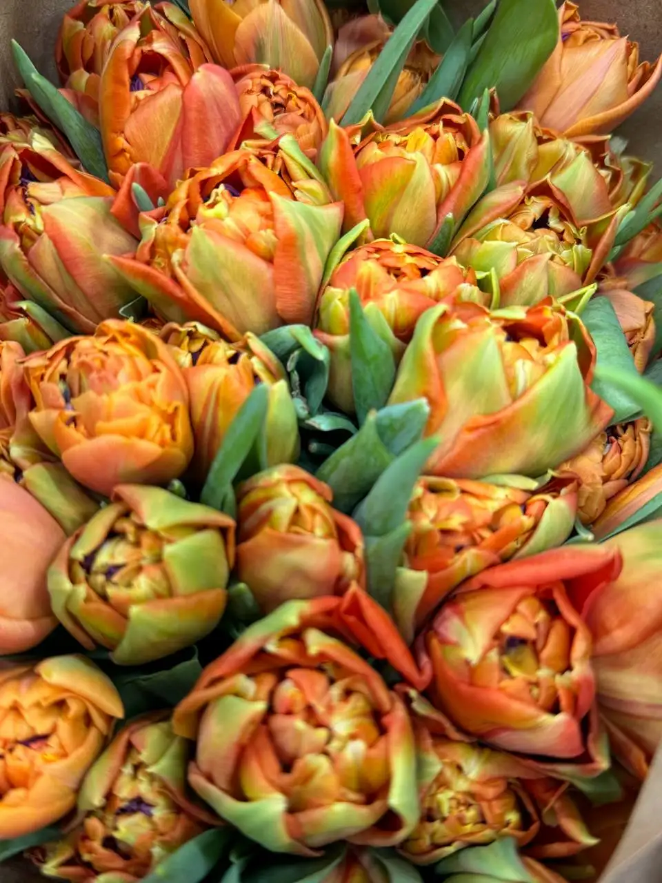 Тюльпаны голландские оптом: пионовидные и классические - Цветы (Барахолка) в Самара
