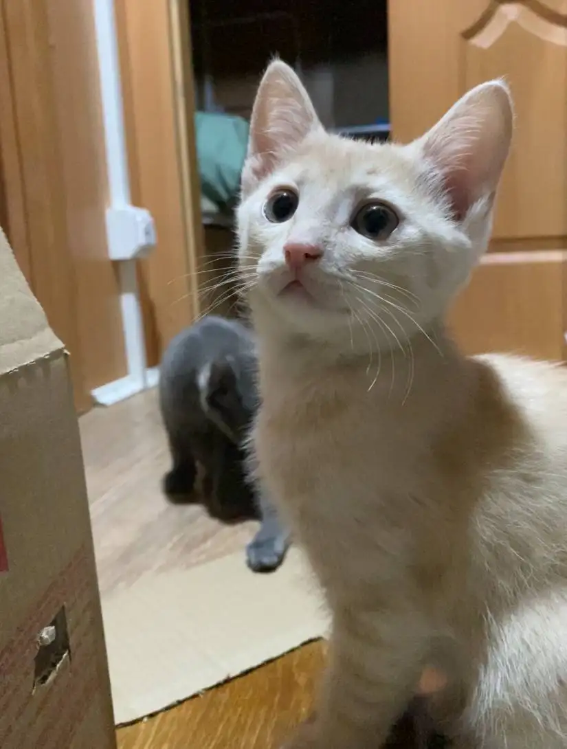 Котенок домашней кошки в Самаре - Кошки (Животные) в Самара