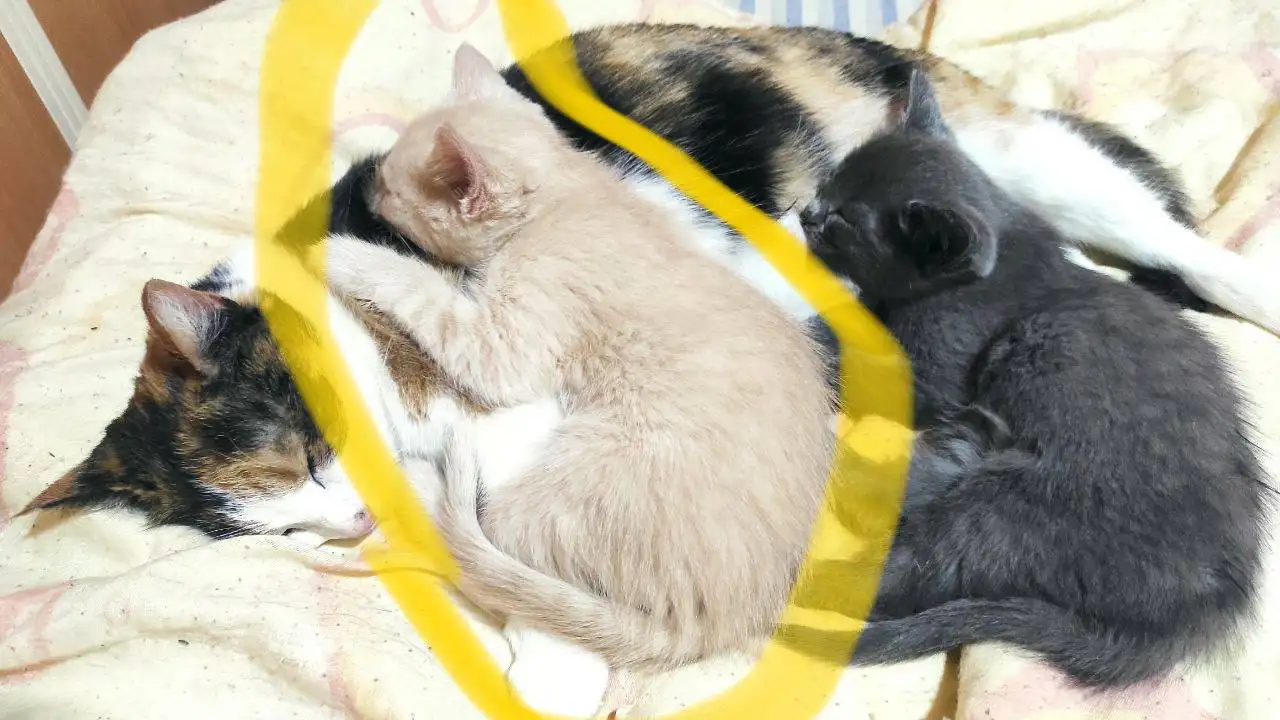 Котенок домашней кошки в Самаре - Кошки (Животные) в Самара