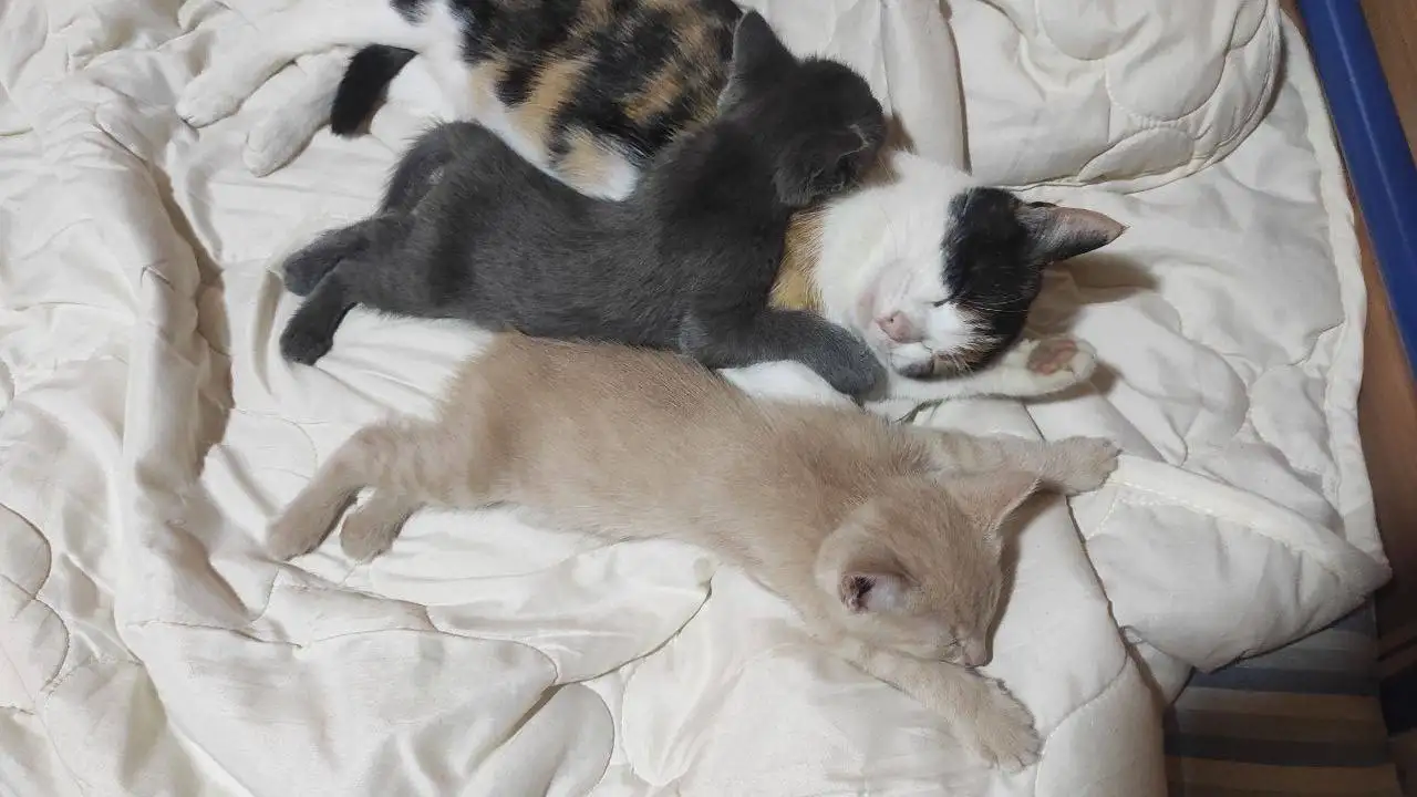 Котенок домашней кошки в Самаре - Кошки (Животные) в Самара