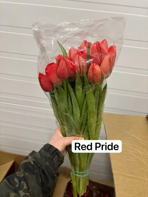 Тюльпаны к 8 марта с предзаказом - частное объявление в Самара