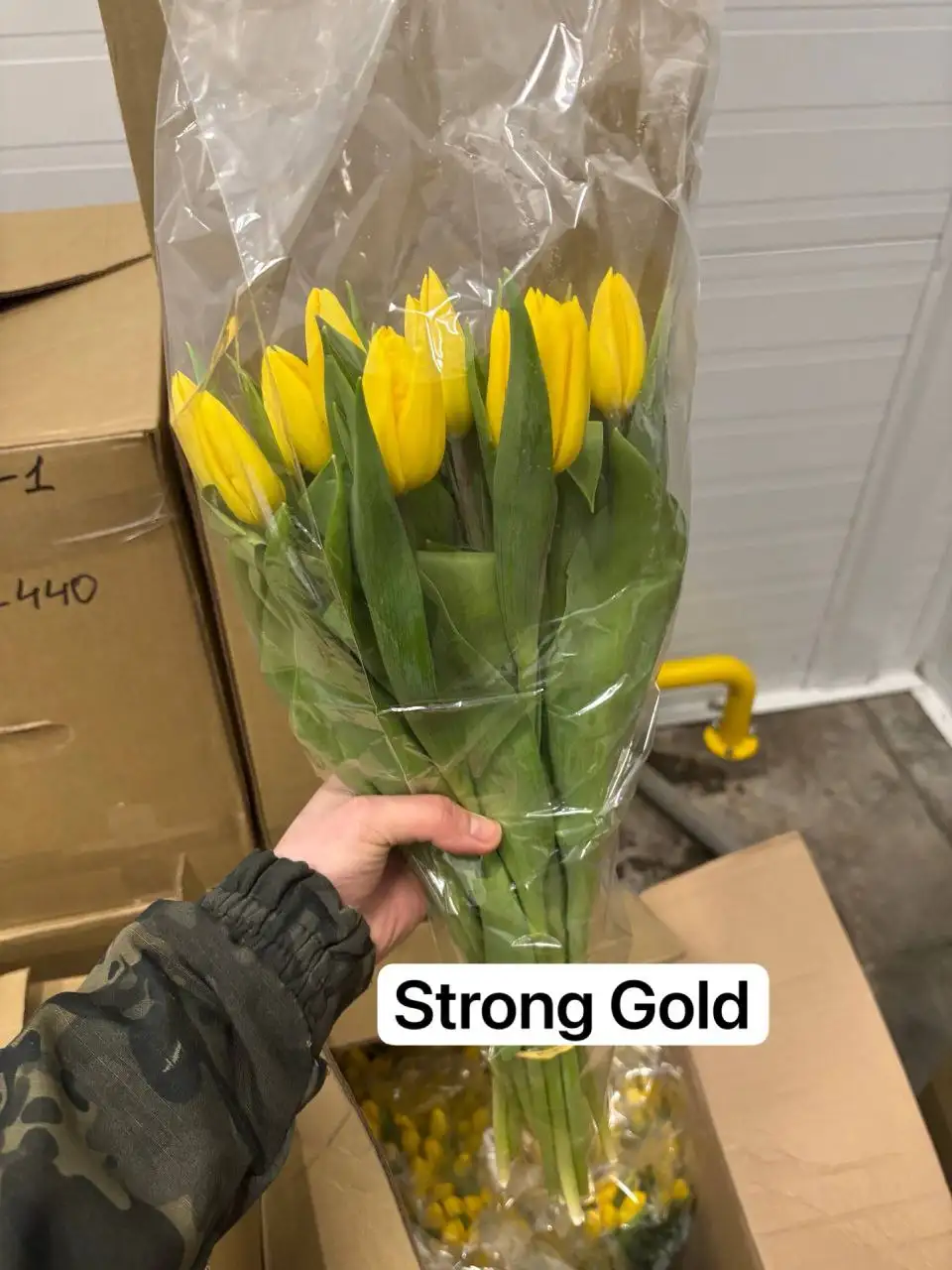 Тюльпаны к 8 марта с предзаказом - Цветы (Барахолка) в Самара