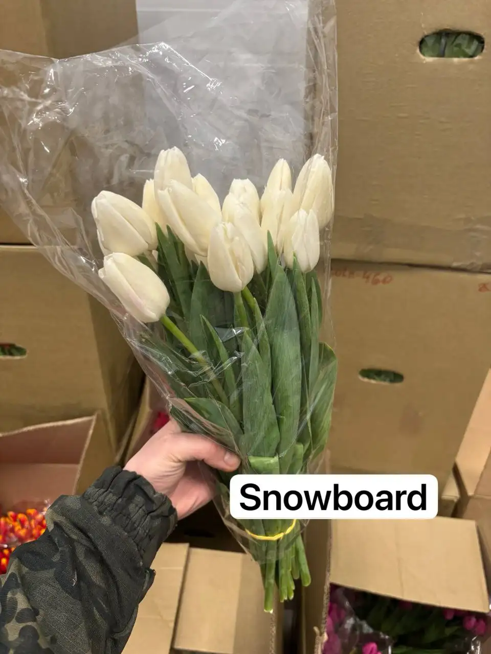 Тюльпаны к 8 марта с предзаказом - Цветы (Барахолка) в Самара