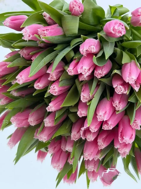 Тюльпаны свежего среза с огненной расцветкой - Детские товары в Самара