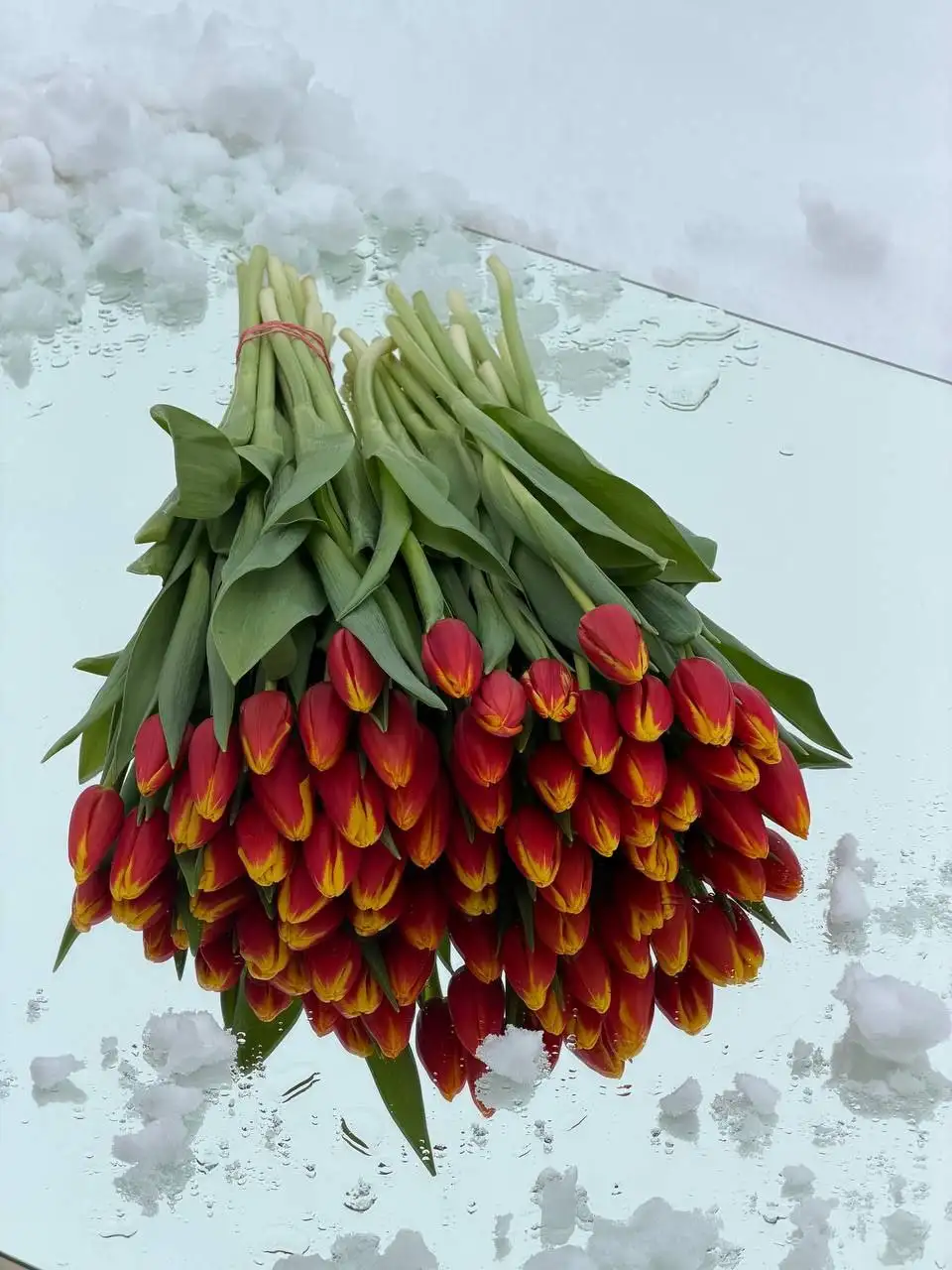 Тюльпаны свежего среза с огненной расцветкой - Цветы (Барахолка) в Самара