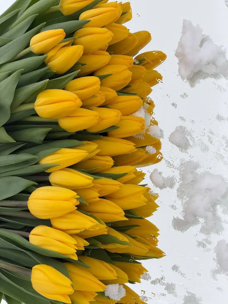 Тюльпаны свежего среза с огненной расцветкой - Цветы (Барахолка) в Самара