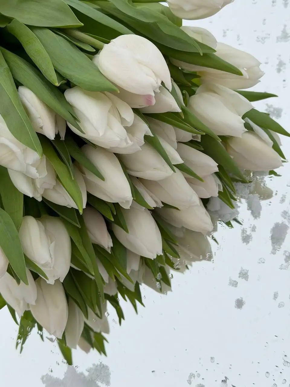 Тюльпаны свежего среза с огненной расцветкой - Цветы (Барахолка) в Самара