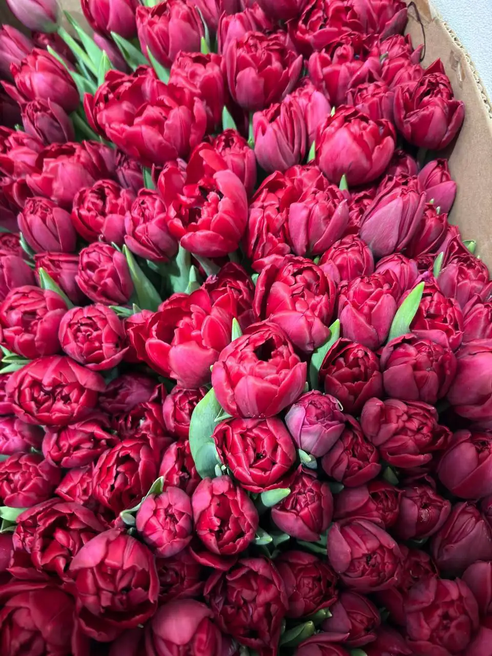 Тюльпаны с доставкой - Цветы (Барахолка) в Самара