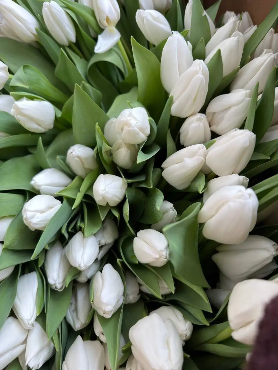 Тюльпаны с доставкой - Цветы (Барахолка) в Самара