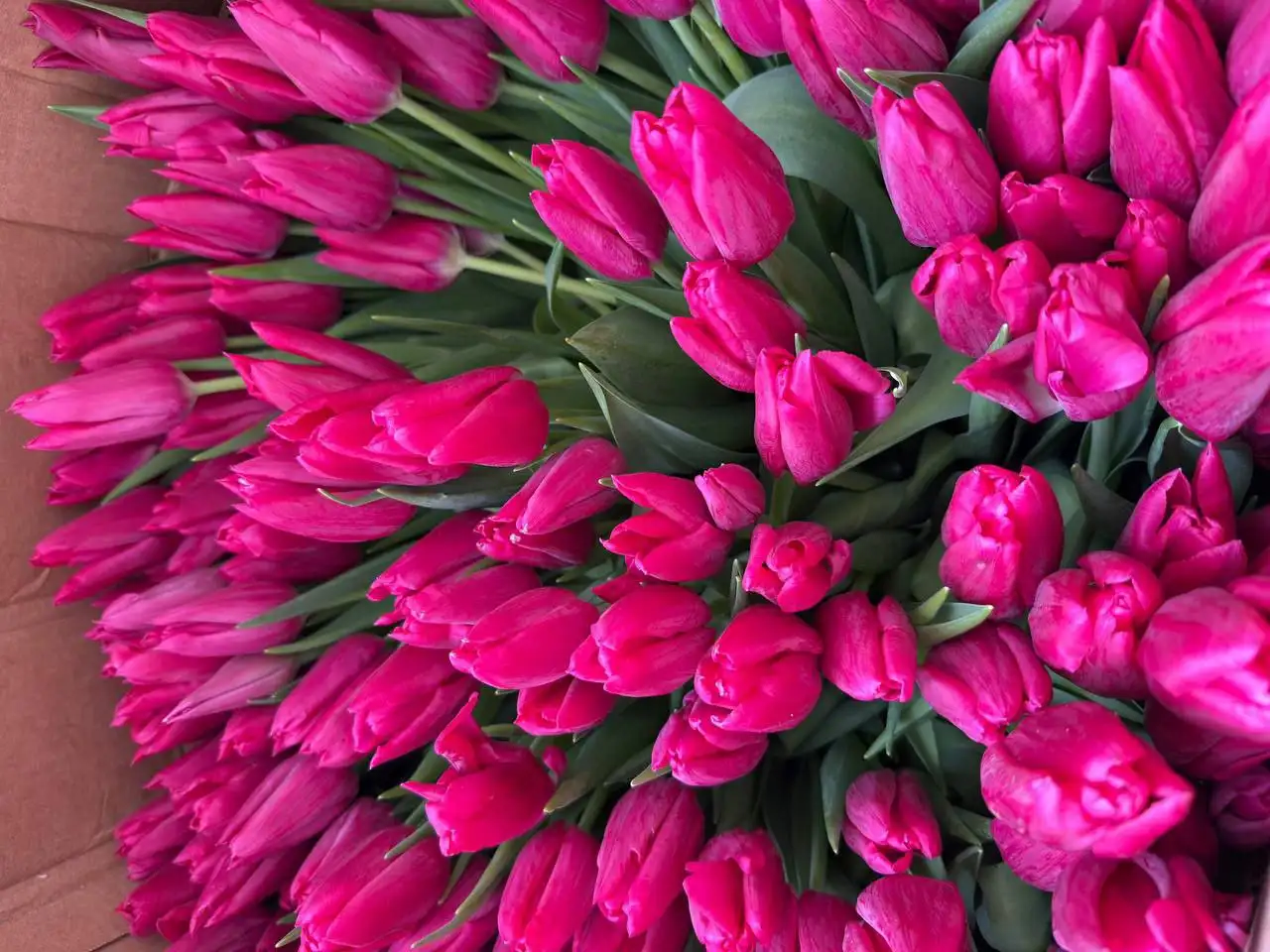 Тюльпаны с доставкой - Цветы (Барахолка) в Самара