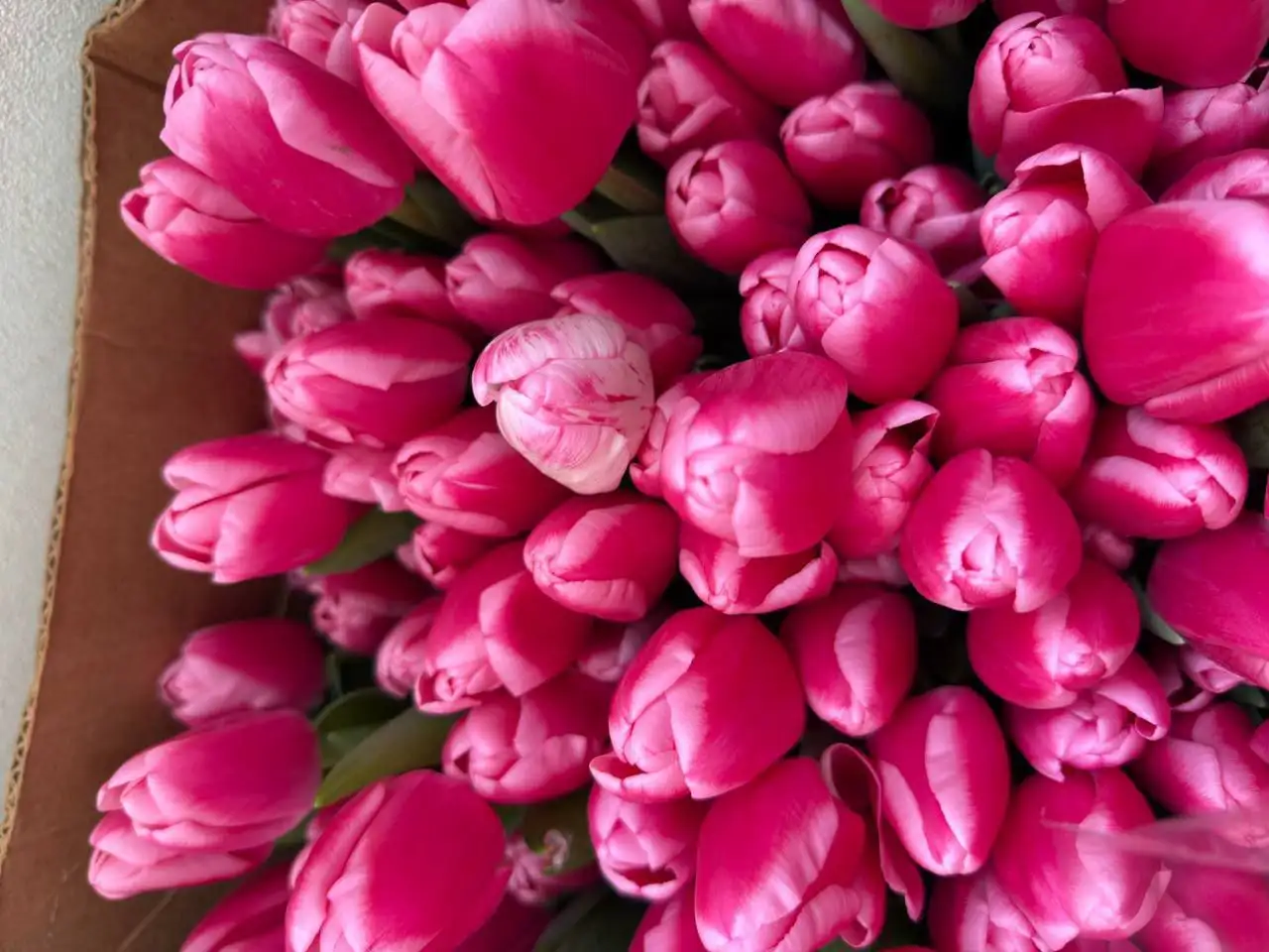 Тюльпаны с доставкой - Цветы (Барахолка) в Самара