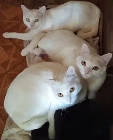 Раздача породистых котов и кошек в Самаре - Животные в Самара