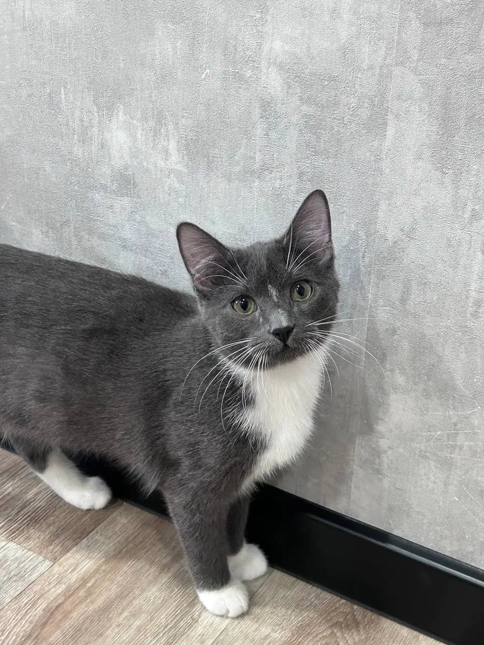 Отдам котенка в добрые руки - Кошки (Животные) в Самара