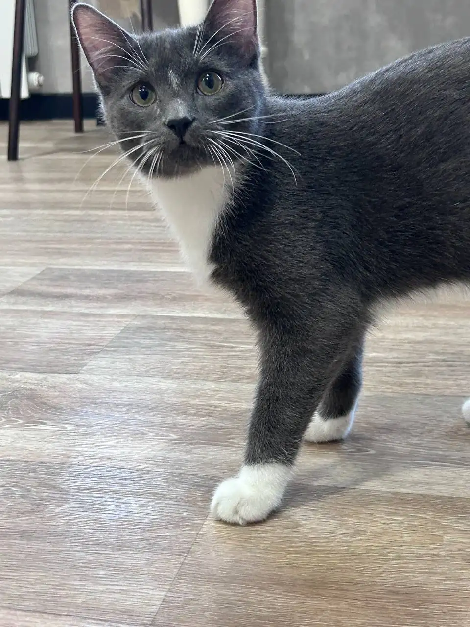 Отдам котенка в добрые руки - Кошки (Животные) в Самара