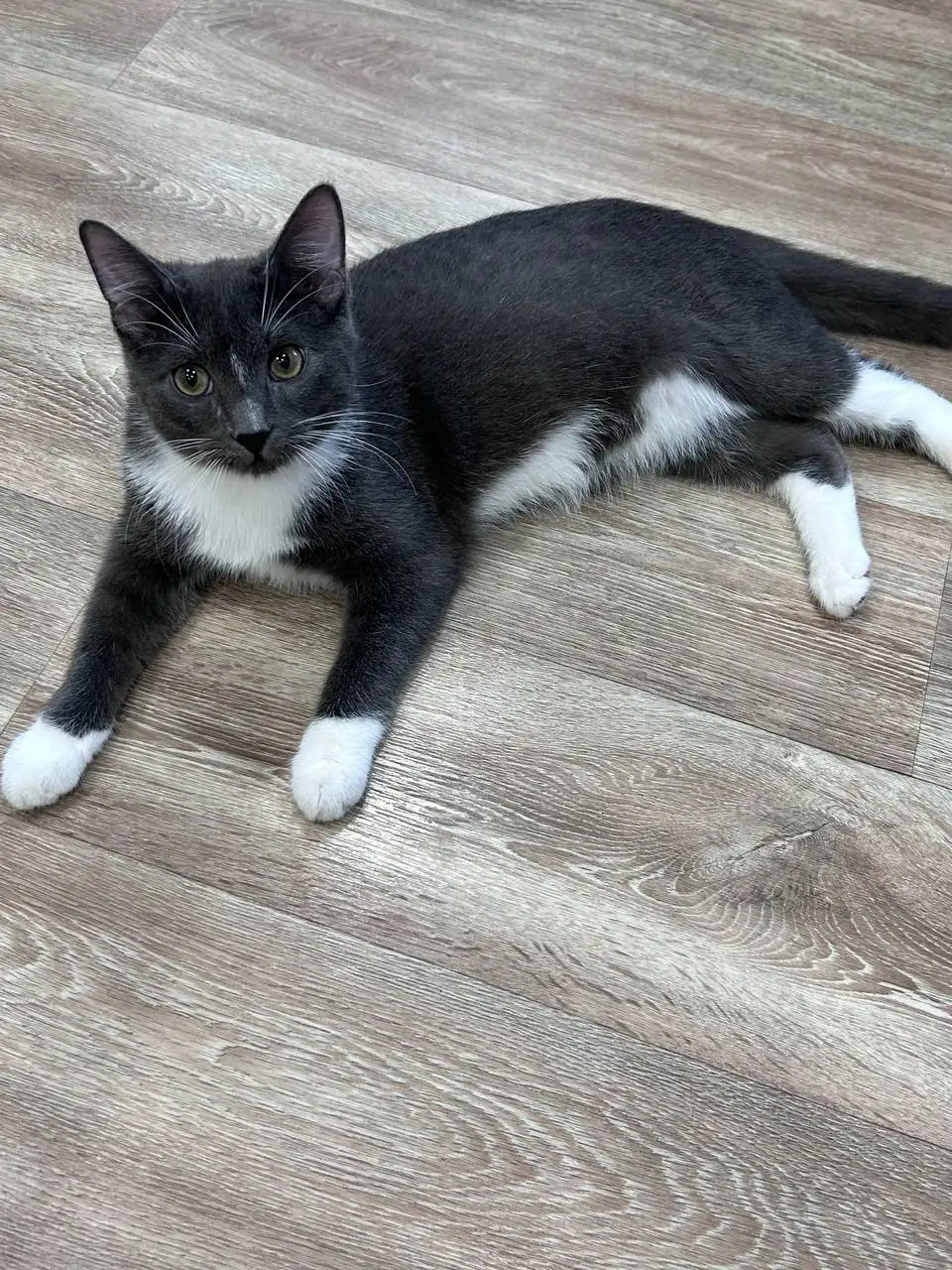 Отдам котенка в добрые руки - Кошки (Животные) в Самара