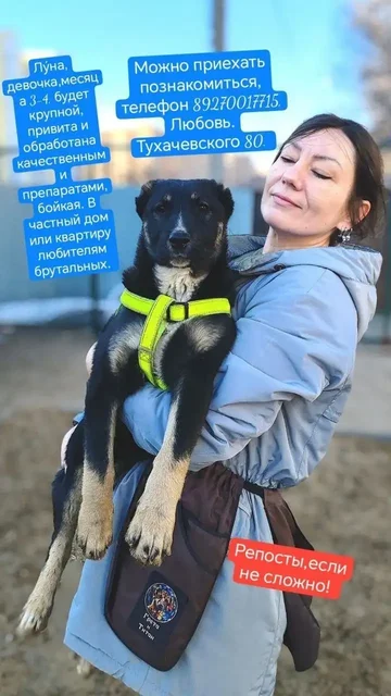 Бесплатно две собаки метисы Алабая - Товары для животных в Самара