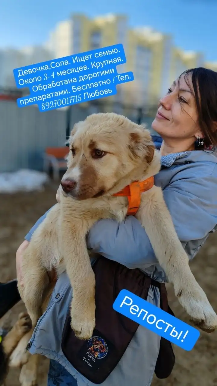 Бесплатно две собаки метисы Алабая - Собаки (Животные) в Самара
