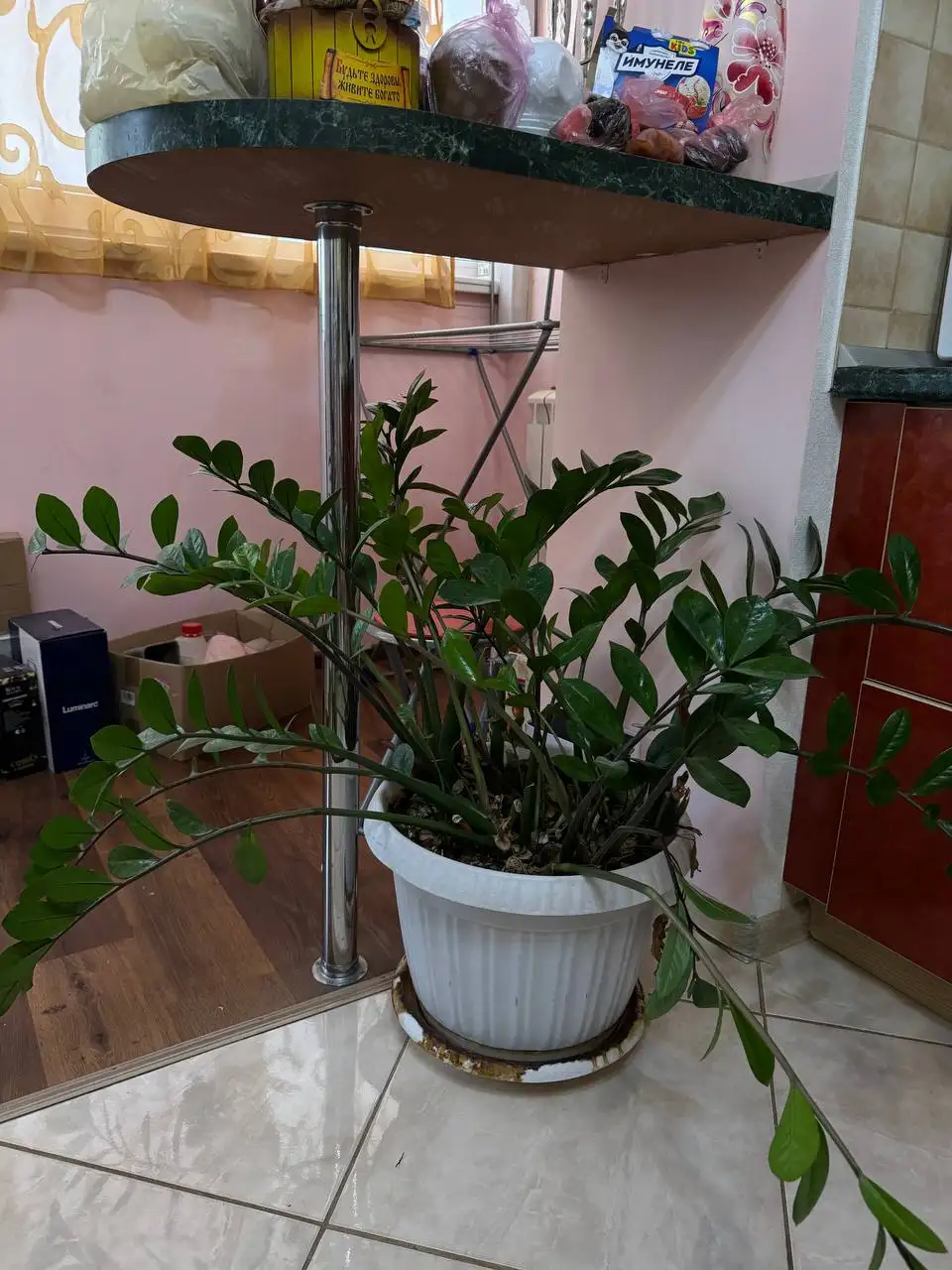 Замиокулькас большой 15 лет - Барахолка в Самара