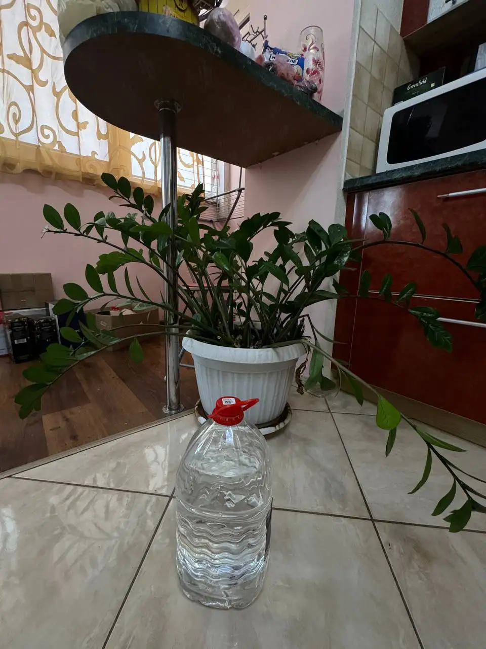 Замиокулькас большой 15 лет - Барахолка в Самара