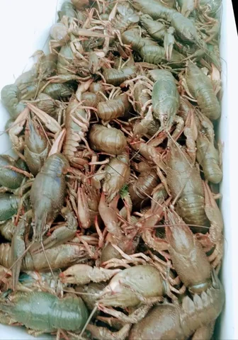 Волжские раки в наличии и на заказ - частное объявление в Самара