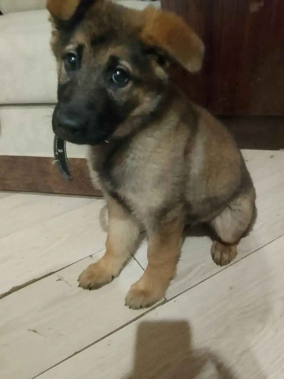 Щенок немецкой овчарки Белла - Собаки (Животные) в Самара