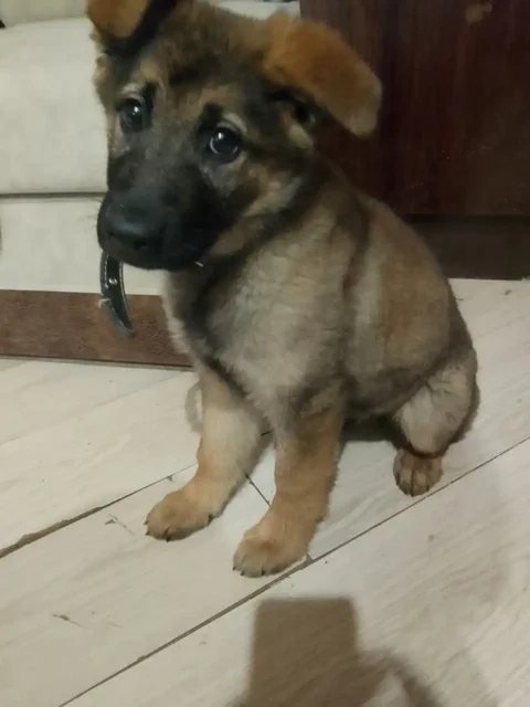 Щенок немецкой овчарки Белла - частное объявление в Самара