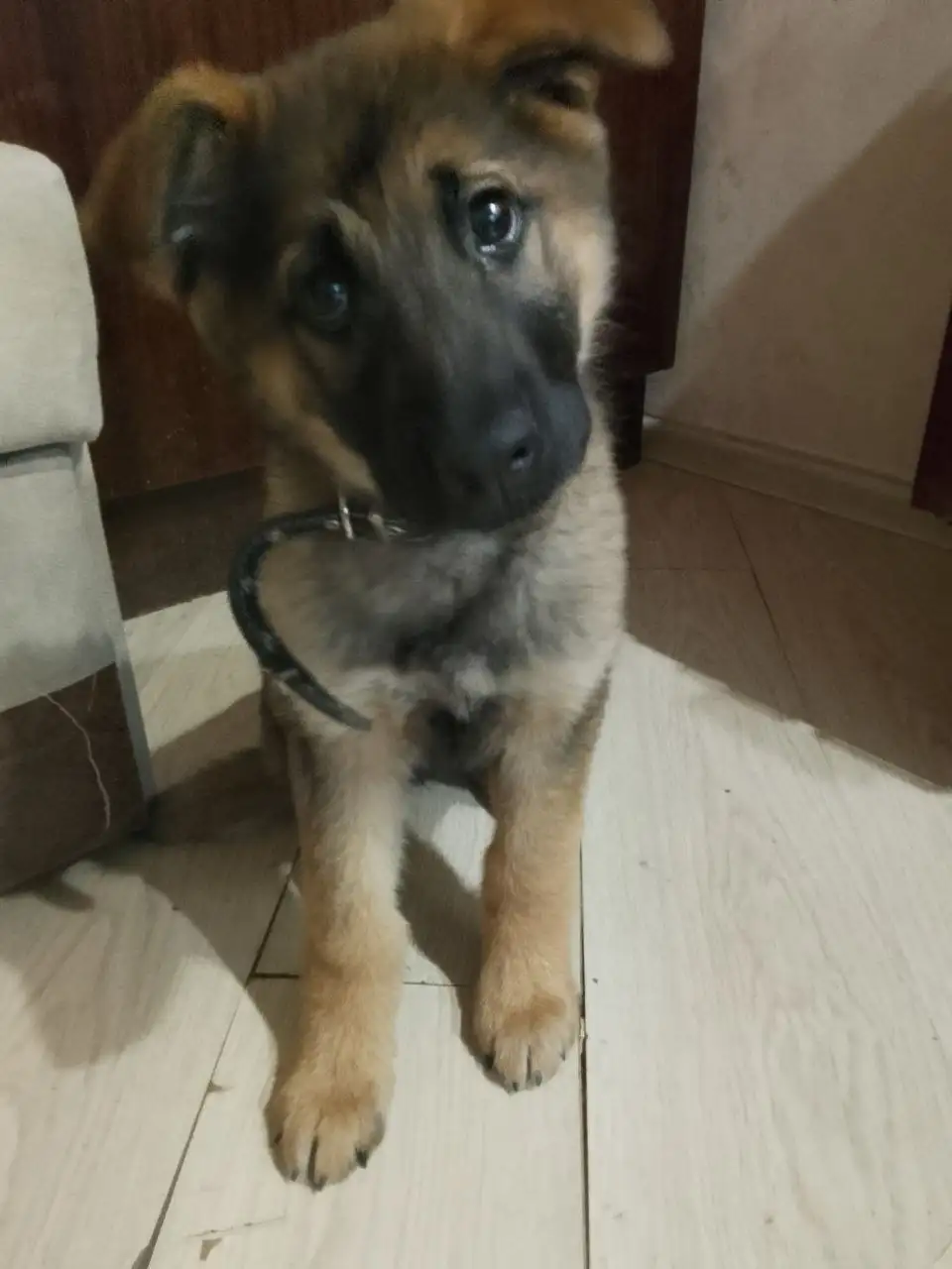 Щенок немецкой овчарки Белла - Собаки (Животные) в Самара