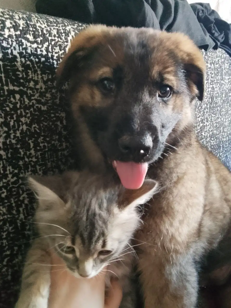 Щенок немецкой овчарки Белла - Собаки (Животные) в Самара