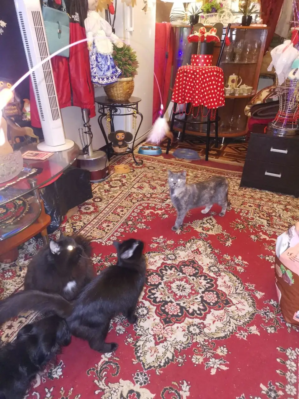 Приму в дар корм для животных - Животные (Барахолка) в Самара