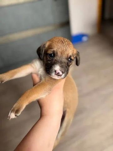 Щенок английского сетера в добрые руки - Собаки в Самара