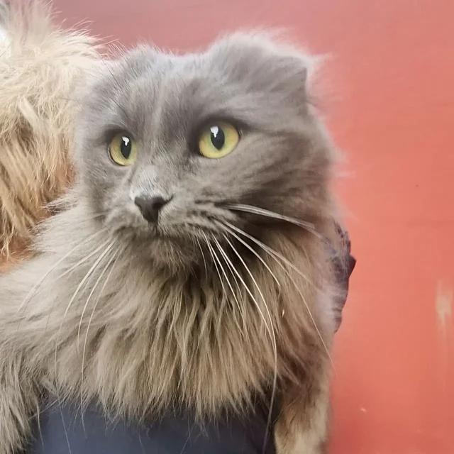 Найдена британская кошка на ул. Чапаевская - Кошки в Самара