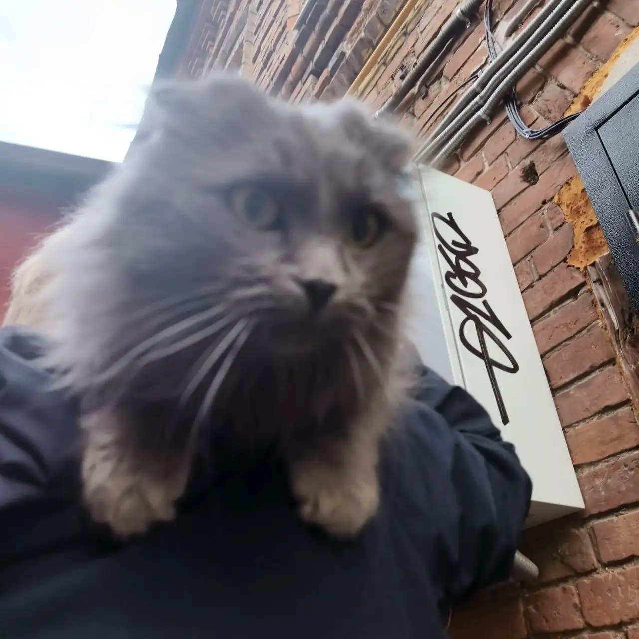 Найдена британская кошка на ул. Чапаевская - Кошки (Животные) в Самара