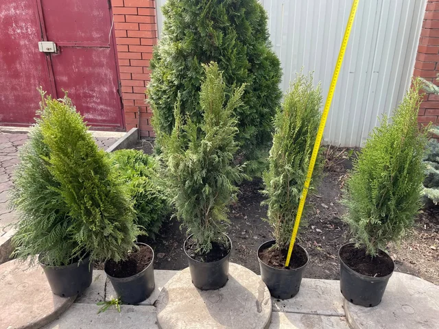 Продам туи Смарагд - Офисное оборудование в Самара