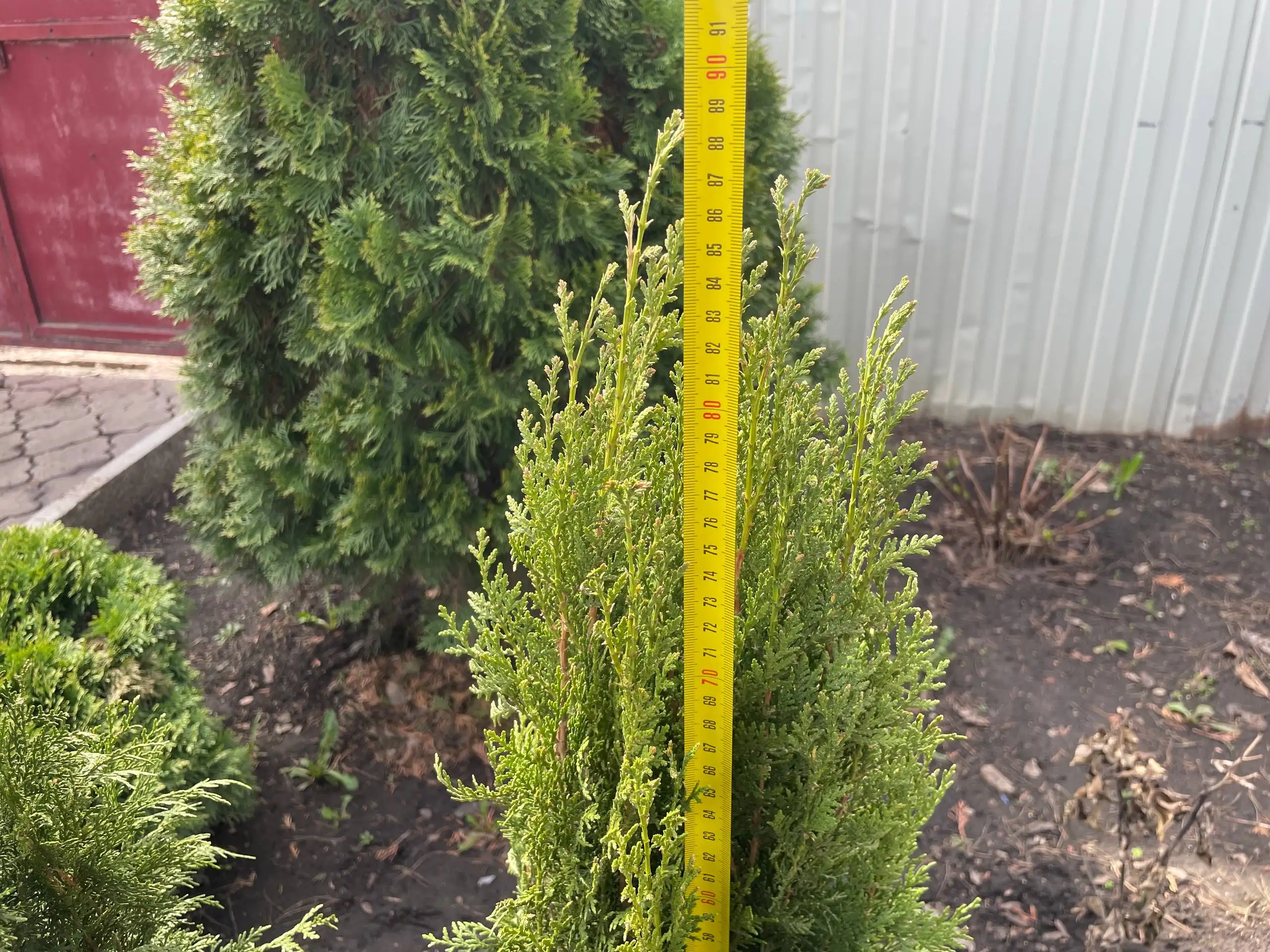 Продам туи Смарагд - Растения (Барахолка) в Самара