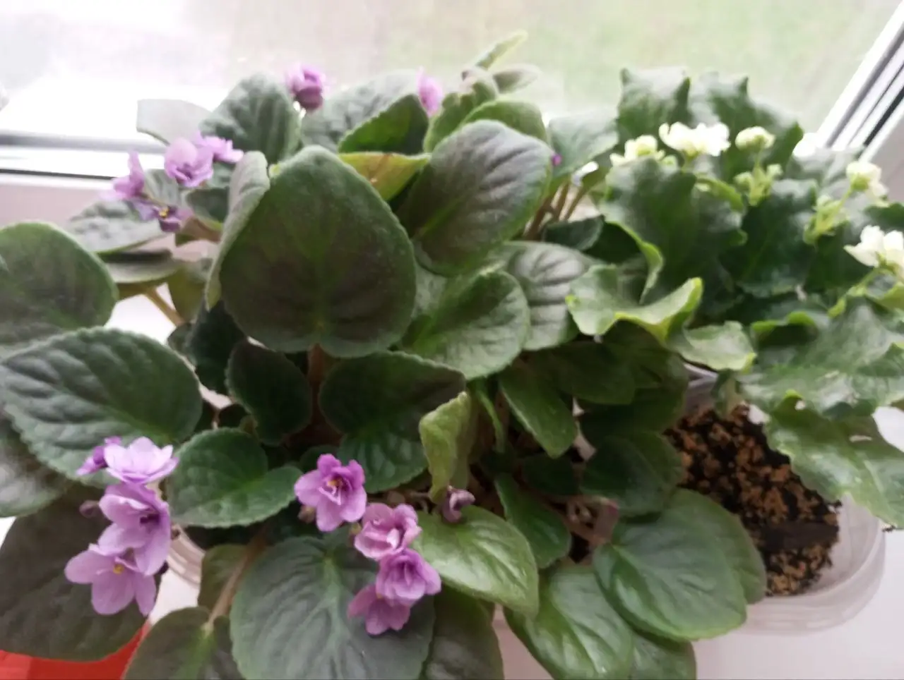 Фиалка, два вида на фото - Растения (Барахолка) в Самара